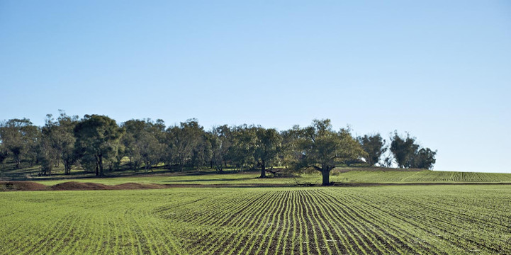 Agricoltura, biologica e siciliana. Il futuro parte da qui