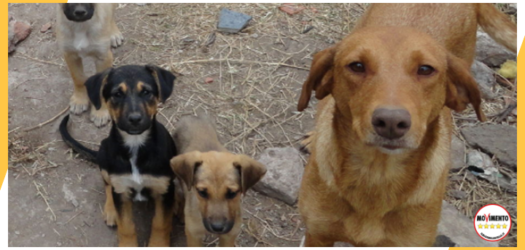 Giù le mani dai cani del canile di Palermo