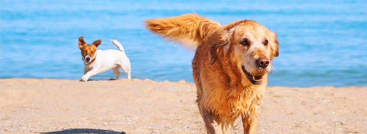 Spiaggia per cani a Palermo: Si metta a disposizione una zona balneabile