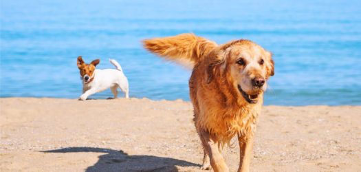 Spiaggia per cani a Palermo: Si metta a disposizione una zona balneabile